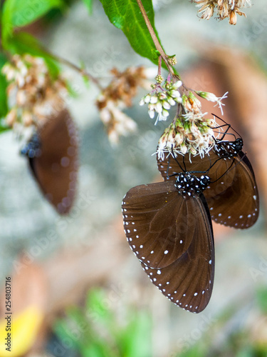 Brown Crow Butterfly Migration in Maolin Taiwan photo