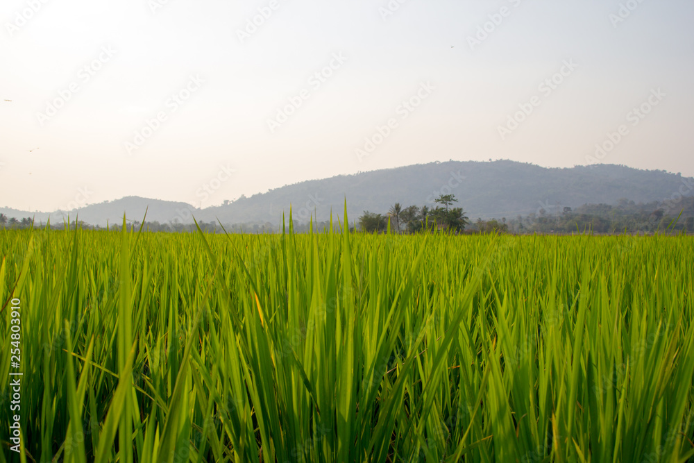 Background of Rice Plantation Field Background of Rice Plantation Field