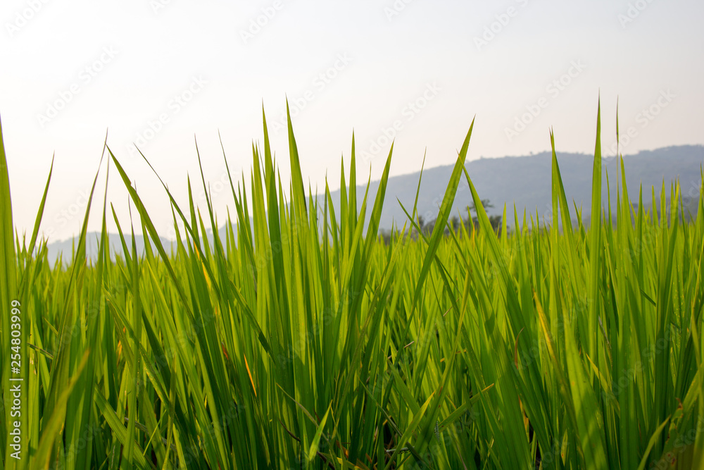 Fototapeta premium Background of Rice Plantation Field