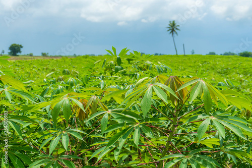 Fototapeta Naklejka Na Ścianę i Meble -  Cassava plantation farm with blue sky in a farm
