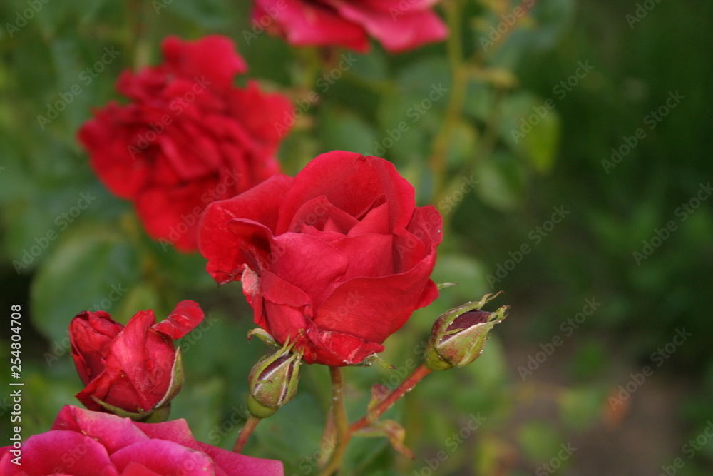 Fototapeta premium Roses-4