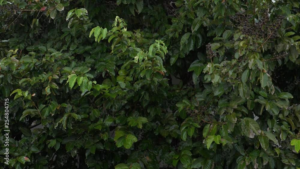 slow rain falls on green leaves. nature concept slow rain falls on green leaves. nature concept