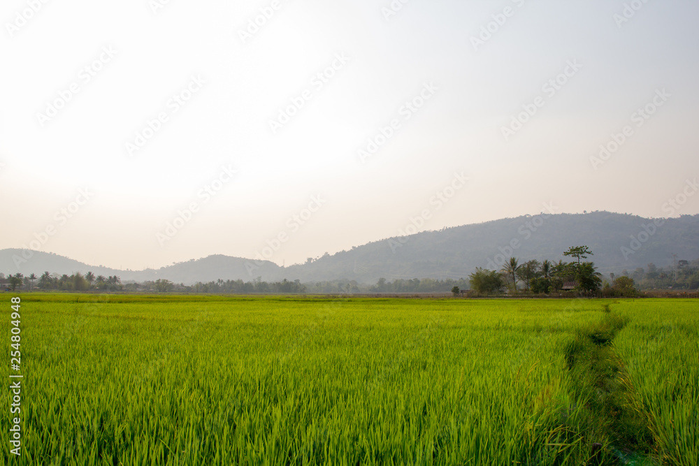 Fototapeta premium Background of Rice Plantation Field