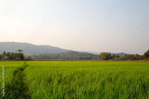 Background of Rice Plantation Field