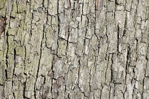 detail of an apple tree trunk
