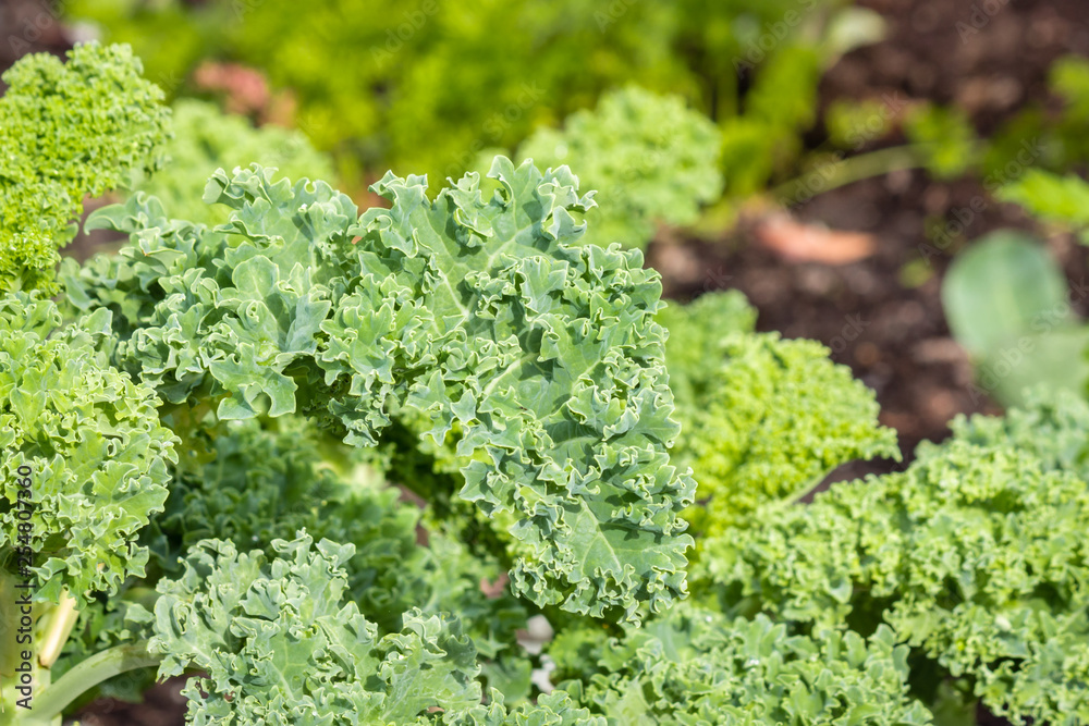 close-up of curly kale leaf growing in organic garden