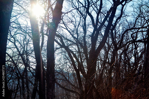 sun shining through trees in the spring forest 