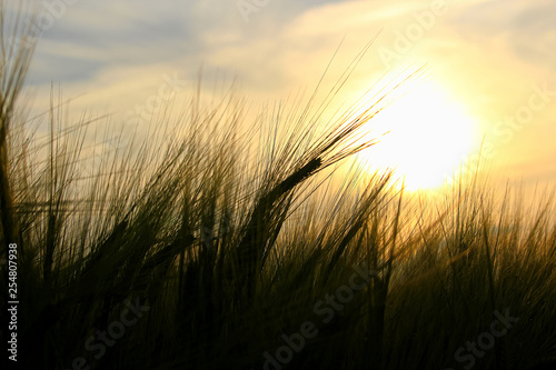 The awns of barley silhouetted against a setting sun