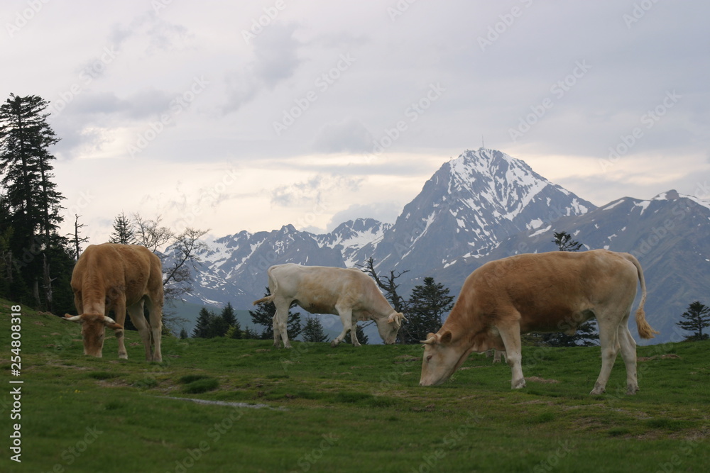 Vaches Pic du midi Pyrénées-2