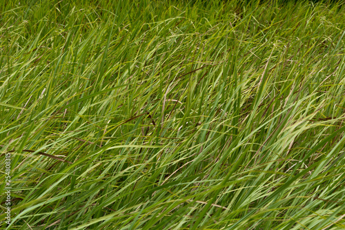 closeup of grass