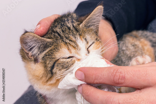Obraz na płótnie Poor sick kitten with an infection and discharge.