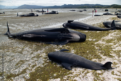 Dead whales line the beach at Farewell Spit after a whale stranding