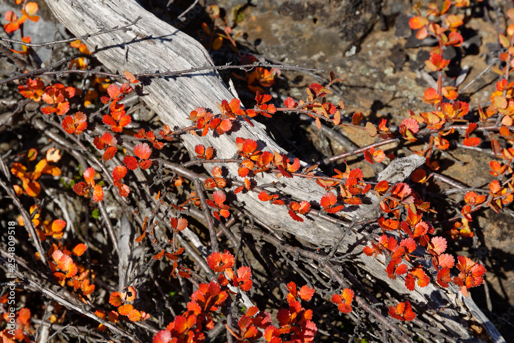Herbstfarben, Nähe Myvatn, Island