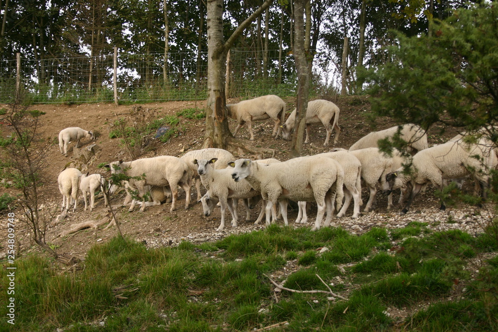 Fototapeta premium Troupeau de moutons