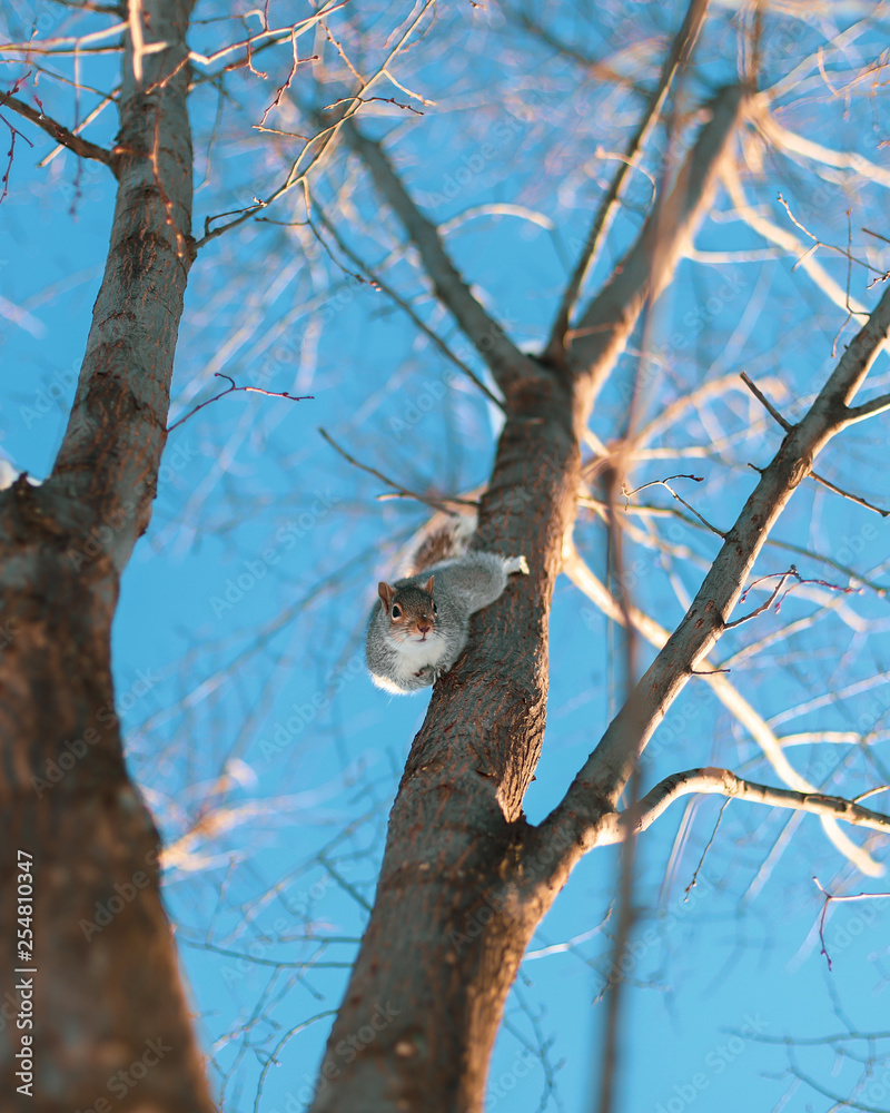 A North American Eastern Grey Squirrel in a tree in Washington, D.C. 