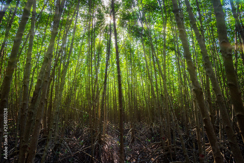 The forest mangrove in Chon Buri province,Thailand.