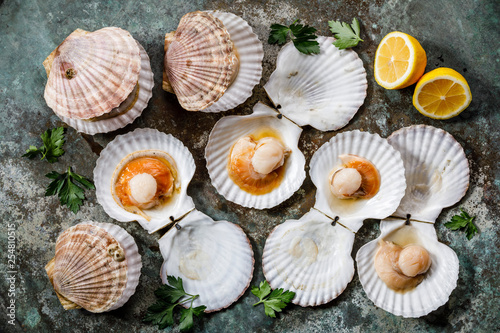 Raw uncooked Scallop in cockleshell and lemon and leaf vegetable on gray background
