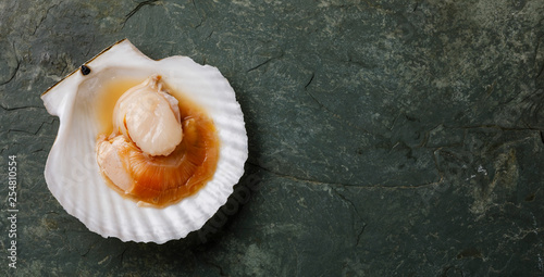 Raw uncooked Scallop in cockleshell on gray background copy space