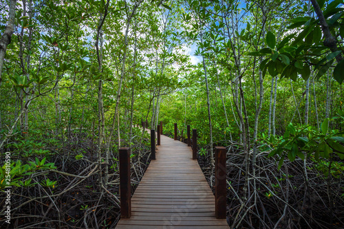 bridge wooden walking way in The forest mangrove in Chon Buri province Thailand.