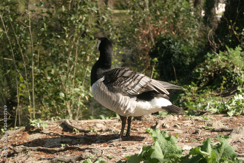 Bernache nonette Branta leucopsis anatidae-2 Bernache nonette Branta leucopsis anatidae-2