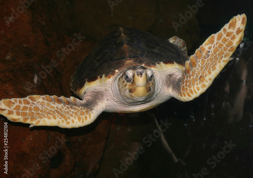 Tortue de mer Caretta caretta