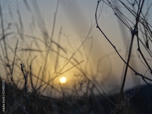 sunset in the forest