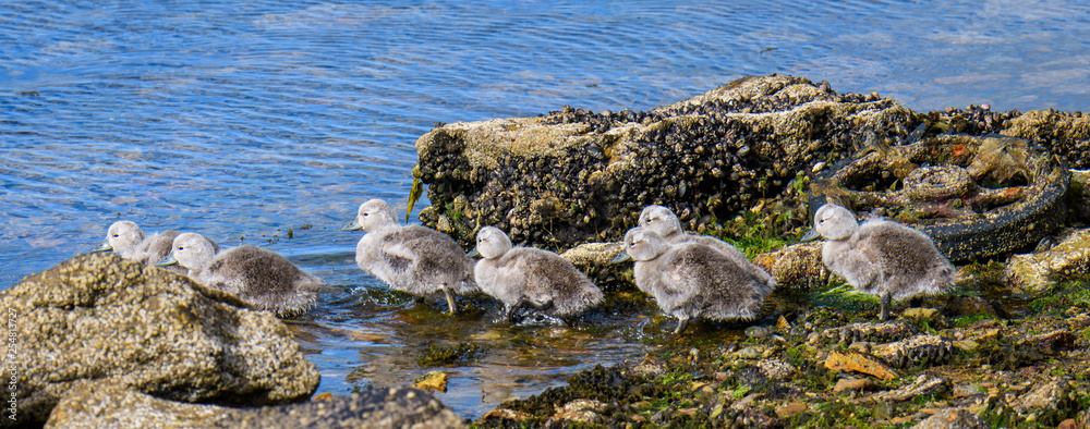 Falkland Steamer Duck chicks at water’s edge with trash and pollution, seaweed, and muscles, Falkland Islands Falkland Steamer Duck chicks at water’s edge with trash and pollution, seaweed, and muscles, Falkland Islands