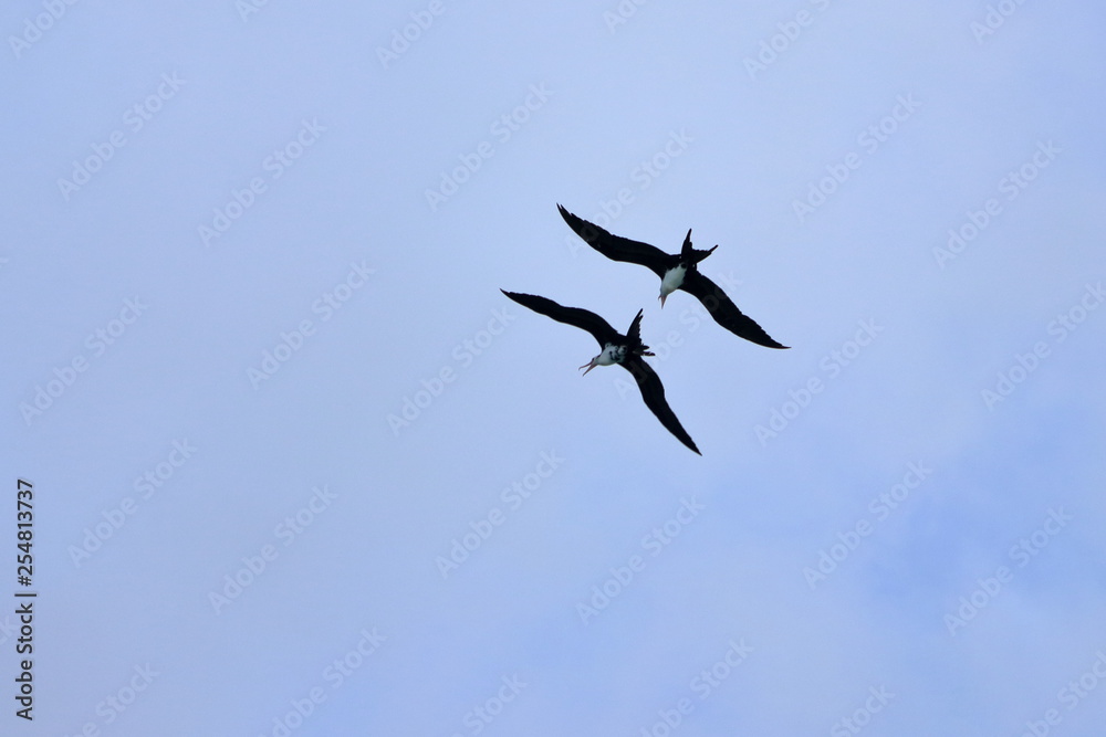 Fototapeta premium greater frigatebird