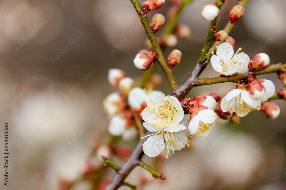 plum blossom the beginning of spring plum blossom the beginning of spring