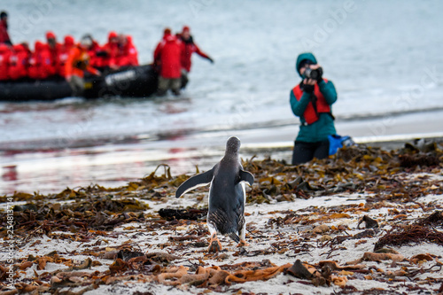Tourist photographing a Gentoo Penguin walking on the beach on West Falkland island, inflatable boat with more tourists in background, Falkland Islands