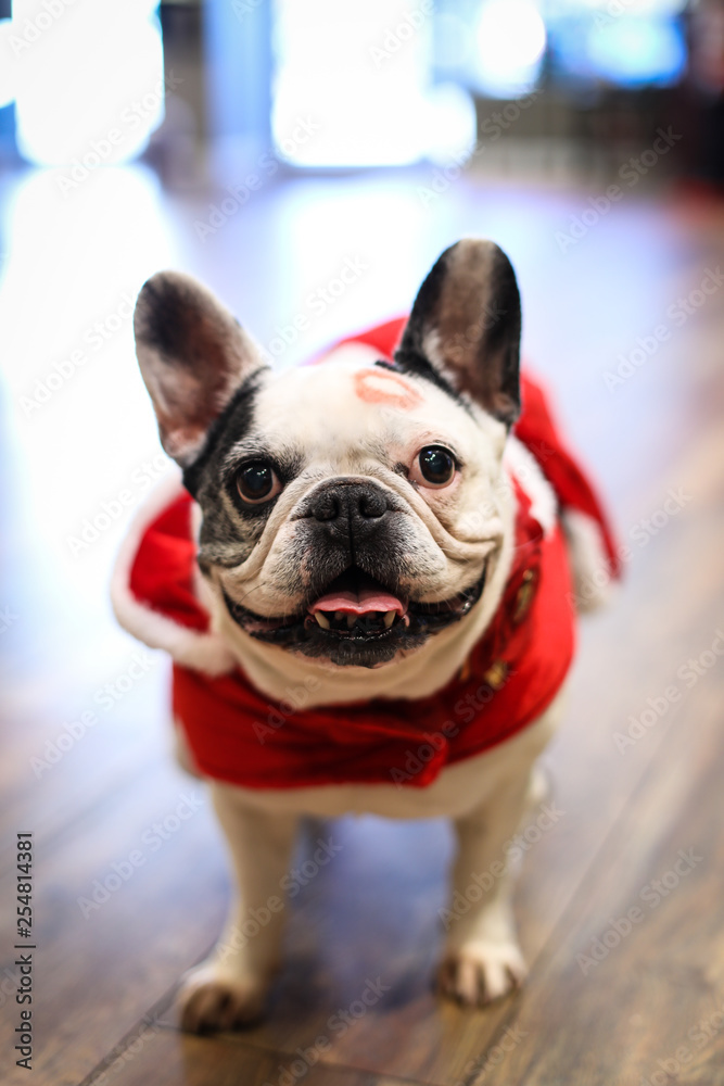 A pug dog in costume for the Christmas holiday season