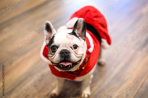 Fototapeta Naklejka Na Ścianę i Meble -  A pug dog in costume for the Christmas holiday season