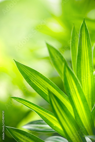 Closeup view of natural green leaf color under sunlight. Use in the background  or wallpaper.  Nature concept.