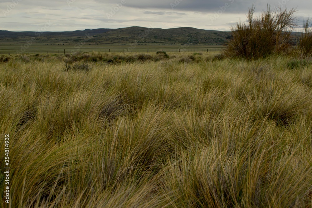 pastizales en la estepa patagonica al fondo unas elevaciones