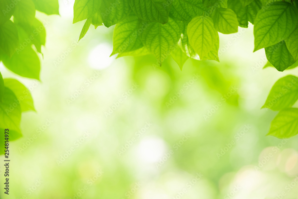 Closeup view of natural green leaf color under sunlight. Use in the background, or wallpaper. Nature concept. Closeup view of natural green leaf color under sunlight. Use in the background, or wallpaper. Nature concept.