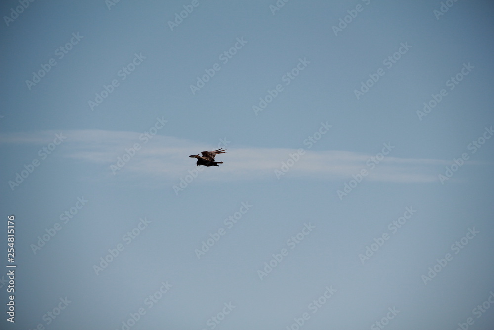 Fototapeta premium Through the sky