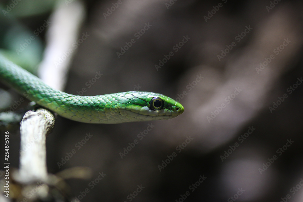 A smooth green snake, also known as a grass snake. A smooth green snake, also known as a grass snake.