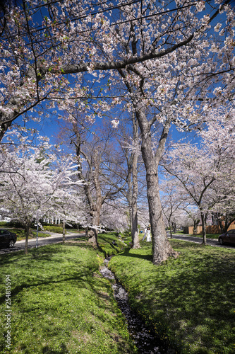 The Yoshino cherry blossom trees bloom in the Chevy Chase neighborhood of Kenwood, outside of Washington, D.C.