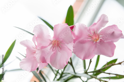 pink flowers oleander