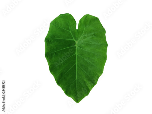 Green Caladium leaf (colocasia esculenta) with heart shape isolated on white background