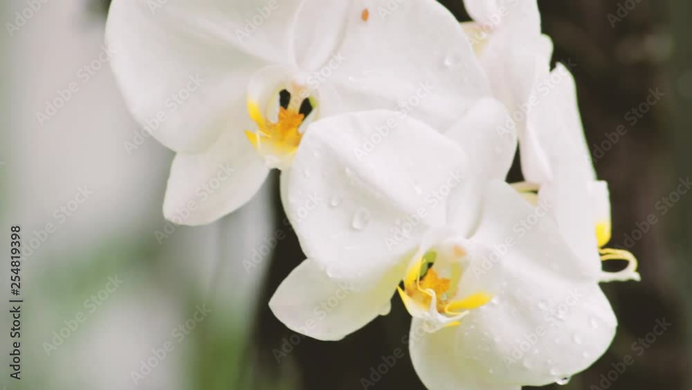 Closeup of wet white orchids hanging in the morning after the rain Closeup of wet white orchids hanging in the morning after the rain