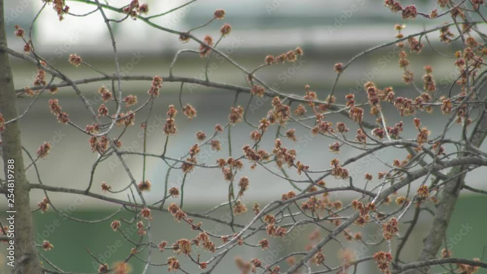 another Tree branches slow motion shot another Tree branches slow motion shot