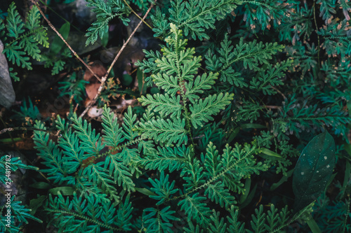 Leaves of green tropical fern foliage natural floral