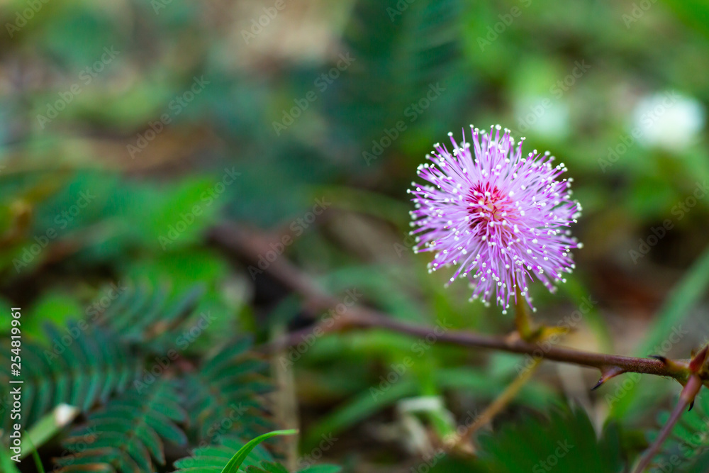 Sensitive plant, Sleepy plant, The touch-me-not, Mimosa pudica plants and purple flower, Close up & Macro shot, Selective focus, Abstract background Sensitive plant, Sleepy plant, The touch-me-not, Mimosa pudica plants and purple flower, Close up & Macro shot, Selective focus, Abstract background