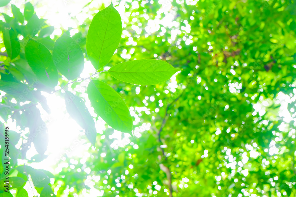 Blurred green tree leaf background with bokeh Blurred green tree leaf background with bokeh