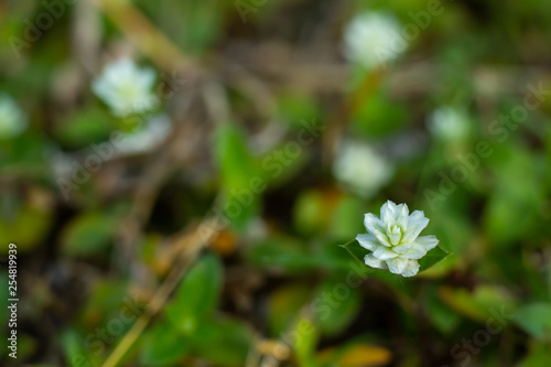 Little white flowers in bokeh garden background, Close up & Macro shot, Selective focus, Abstract graphic design