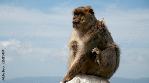 Monkey in gibraltar overlooking the city