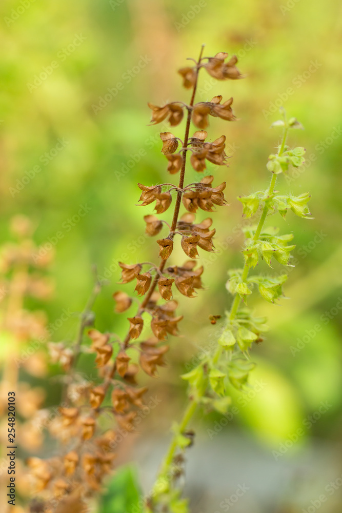 Withered, Green, Fresh Basil flowers (Ocimum basilicum) in garden, Close up & Macro shot, Abstract Blurred Background