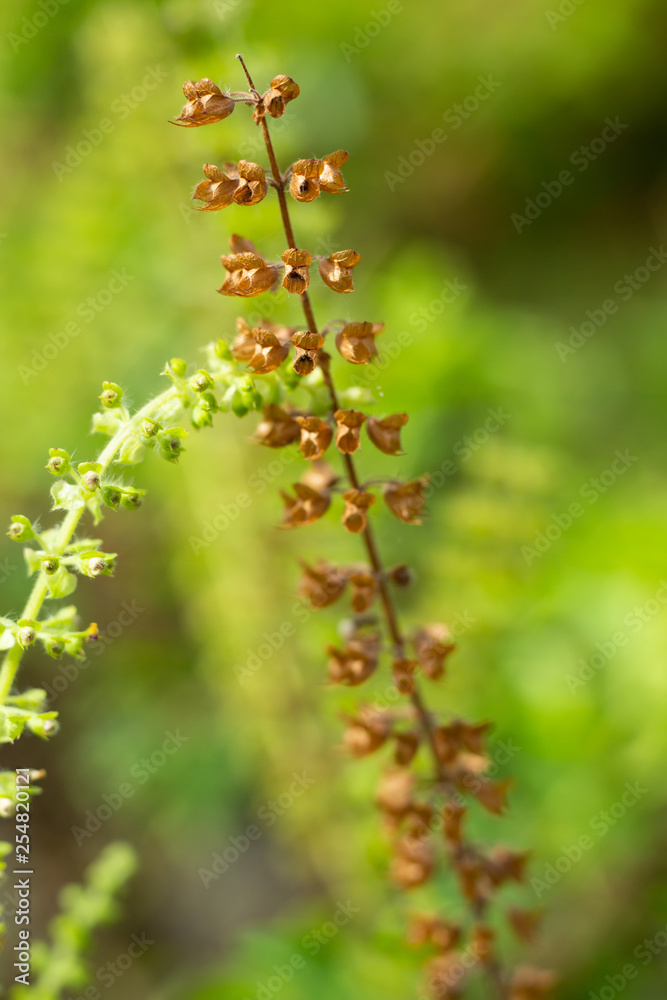 Withered, Green, Fresh Basil flowers (Ocimum basilicum) in garden, Close up & Macro shot, Abstract Blurred Background Withered, Green, Fresh Basil flowers (Ocimum basilicum) in garden, Close up & Macro shot, Abstract Blurred Background