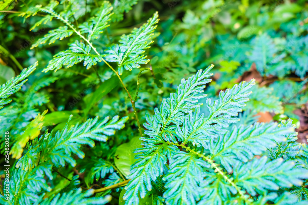 Green fern leaf in tropical forest Green fern leaf in tropical forest